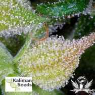 Kaliman Seeds Exocet Haze